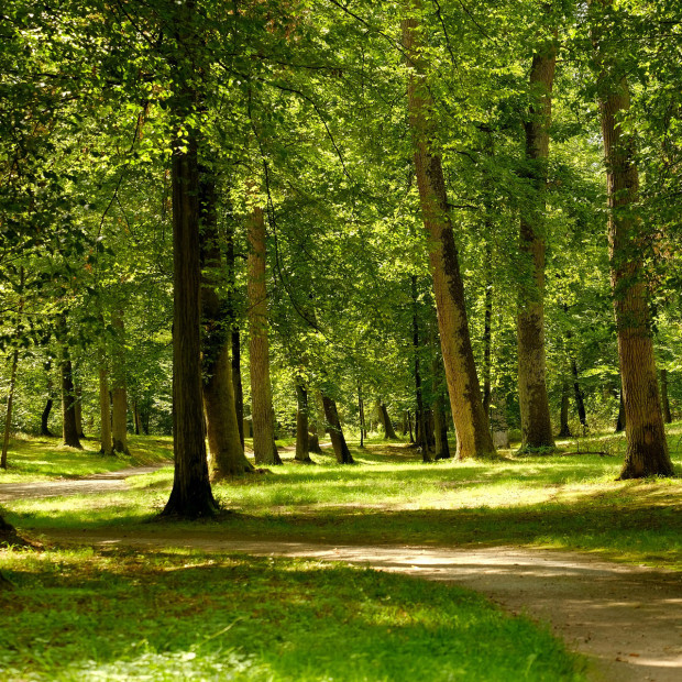 Sonnenlicht fällt durch die hohen Bäume eines grünen Waldes und wirft fleckige Schatten auf einen gewundenen Feldweg. Die Szene strahlt Ruhe aus; üppiges Gras und dichtes Laubwerk schaffen eine friedliche, einladende Atmosphäre.