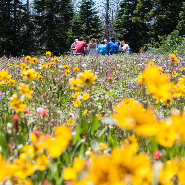Blick durch eine Blumenwiese auf eine Gruppe von Menschen, die im Sommer zusammensitzen